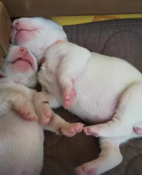 Puppy Love | Yoda's Big Brother when he was a Baby !